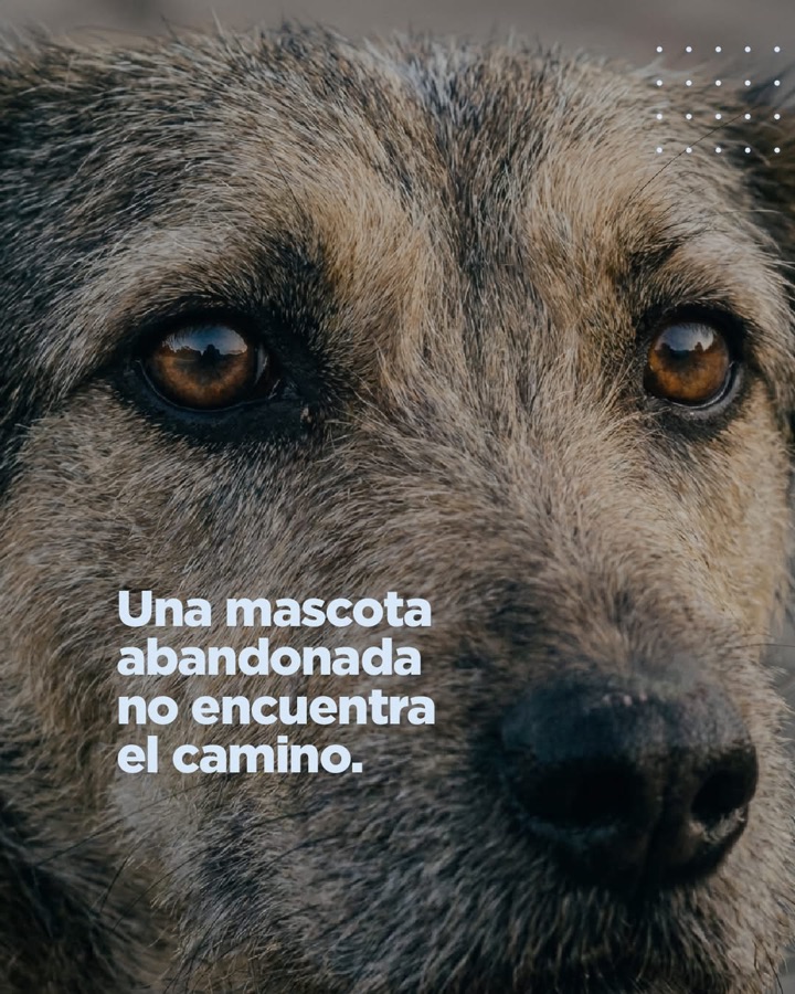 Pieza Cuidarlos es tu responsabilidad